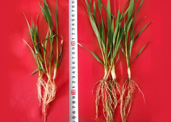 沃豐生物有機肥小麥?zhǔn)痉短?/>
						</div>
						<p>沃豐生物有機肥小麥?zhǔn)痉短?/p>
					</a>
				</li>
				
			</ul>
		</div>
	</div>
	<div   id=