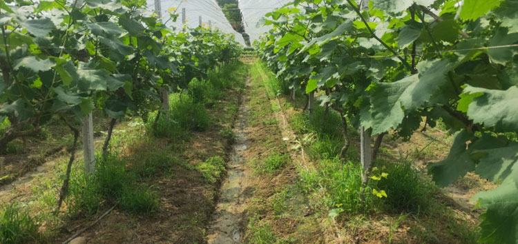 內(nèi)蒙古河套沃豐生物有機(jī)肥在江西省宜春市夏黑葡萄種植園區(qū)成效顯著