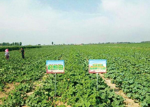 04 2018年五原沃豐生物有機肥塔爾湖金聯(lián)4隊蜜瓜示范田.jpg