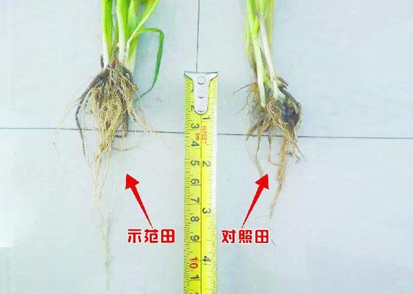 01沃豐生物有機(jī)肥小麥種肥同穴示范田對(duì)比照田根系長(zhǎng)3cm.jpg